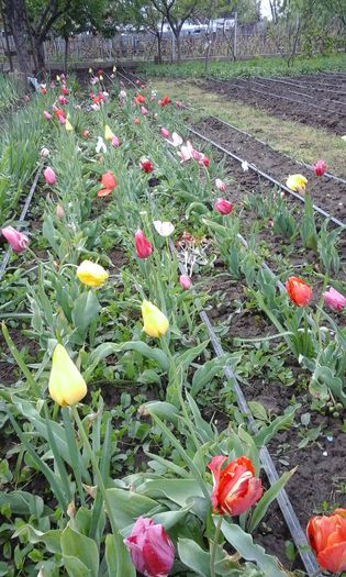 20150429_165404 - flori diverse