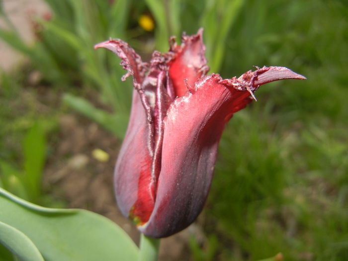 Tulipa Pacific Pearl (2015, April 20)