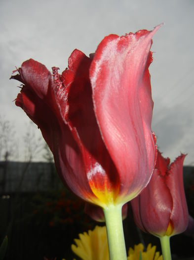 Tulipa Pacific Pearl (2015, April 20)