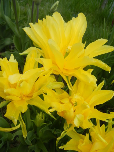 Tulipa Yellow Spider (2015, April 20) Tulipa Yellow Spider (2015, April 20)