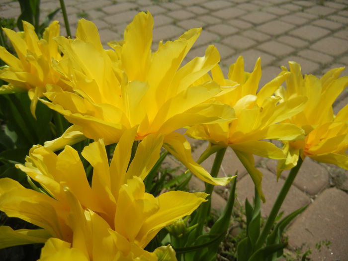 Tulipa Yellow Spider (2015, April 20) Tulipa Yellow Spider (2015, April 20)