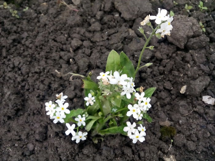 Myosotis Sylvatica Snowsylva - 2015 Flori in  gradina