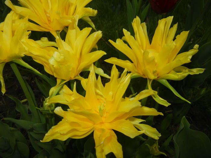 Tulipa Yellow Spider (2015, April 20) Tulipa Yellow Spider (2015, April 20)