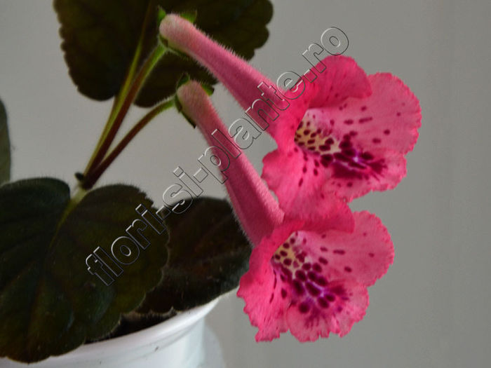 Sinningia SimSim Cherry Punch - GLOXINIA _ SINNINGIA__NEWS 2014