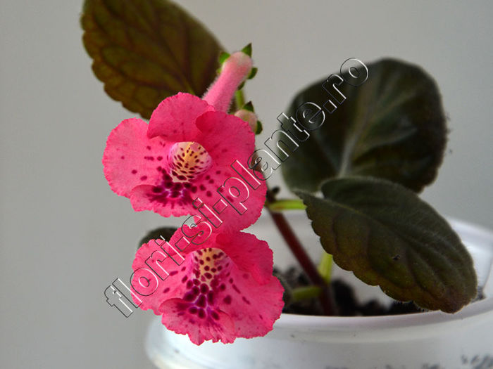 Sinningia SimSim Cherry Punch - GLOXINIA _ SINNINGIA__NEWS 2014