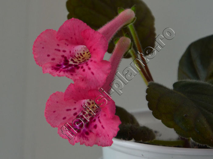 Sinningia SimSim Cherry Punch - GLOXINIA _ SINNINGIA__NEWS 2014