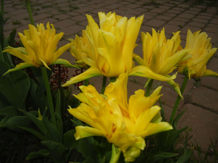 Tulipa Yellow Spider (2015, April 20)