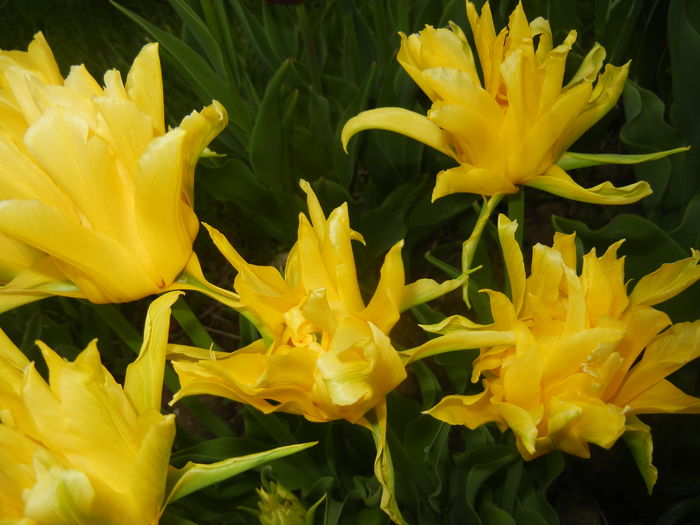Tulipa Yellow Spider (2015, April 20) Tulipa Yellow Spider (2015, April 20)