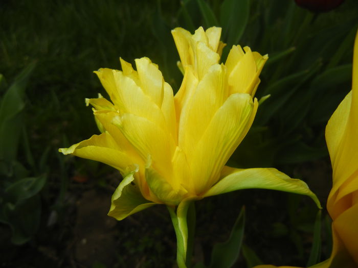Tulipa Yellow Spider (2015, April 20)