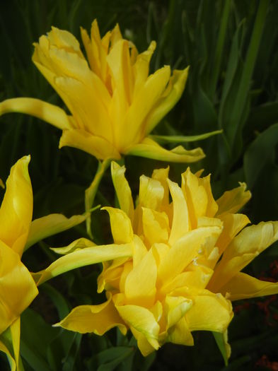 Tulipa Yellow Spider (2015, April 20) Tulipa Yellow Spider (2015, April 20)