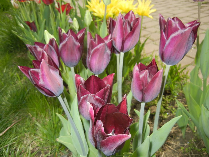 Tulipa Havran (2015, April 20)