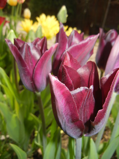 Tulipa Havran (2015, April 20) - Tulipa Havran