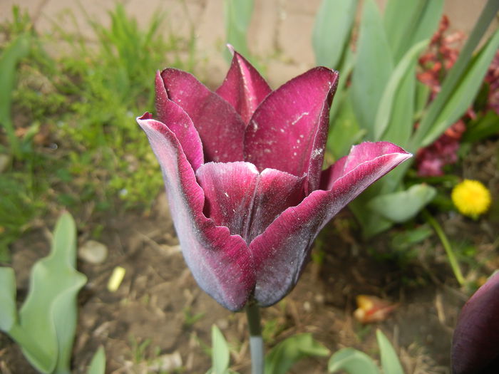 Tulipa Havran (2015, April 20) - Tulipa Havran