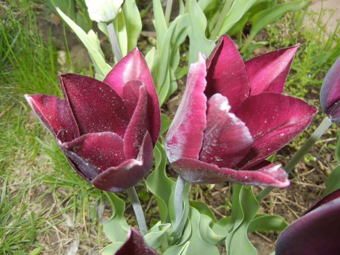 Tulipa Havran (2015, April 20)