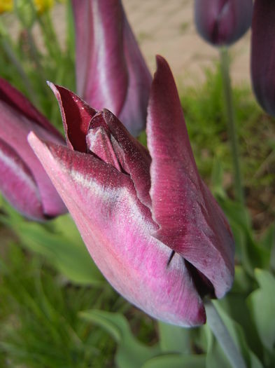 Tulipa Havran (2015, April 20)