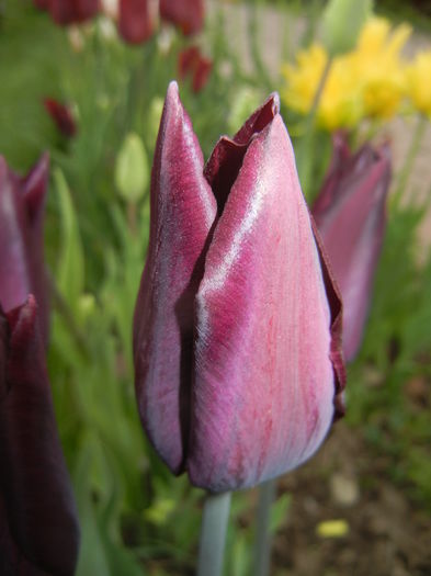 Tulipa Havran (2015, April 20)