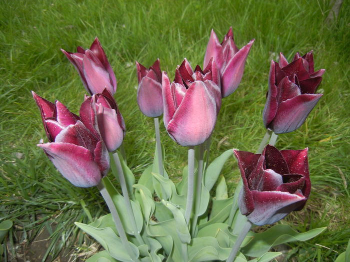 Tulipa Havran (2015, April 21)