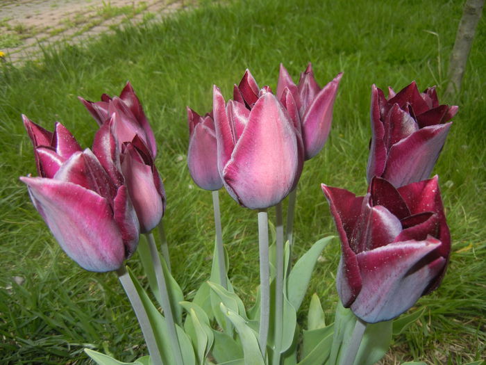 Tulipa Havran (2015, April 21)