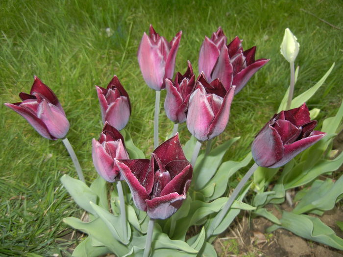 Tulipa Havran (2015, April 21)