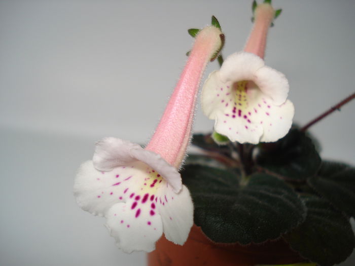 DSC00465 - FLORI 2015