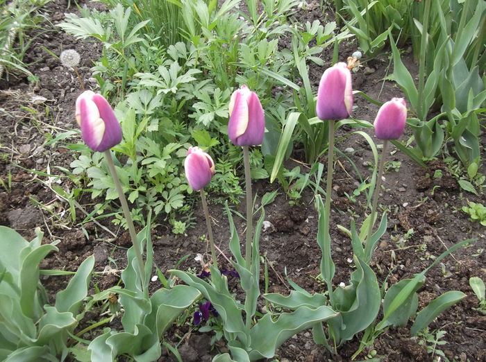 DSCF2436