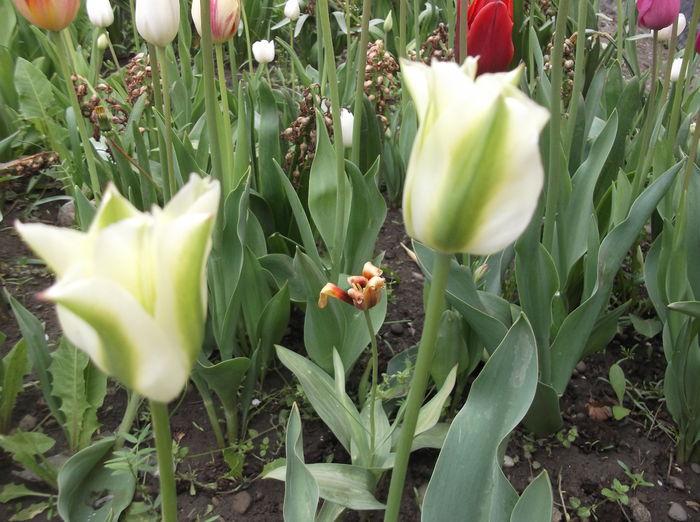 DSCF2438