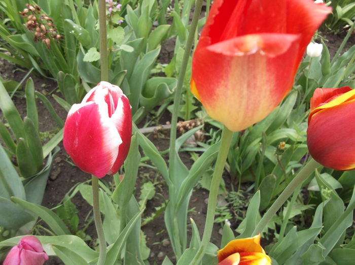 DSCF2441