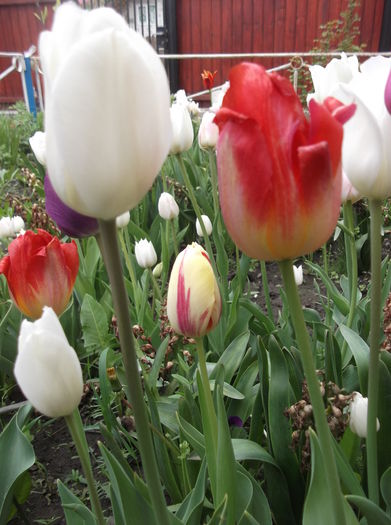 DSCF2442