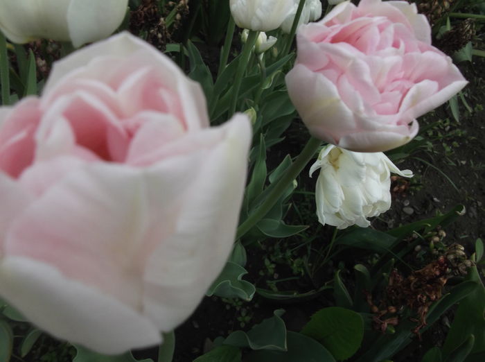 DSCF2526