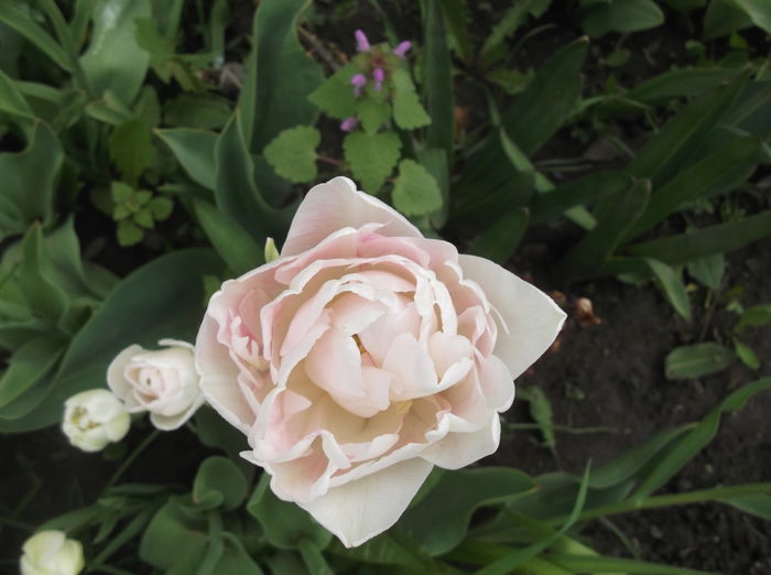 DSCF2527