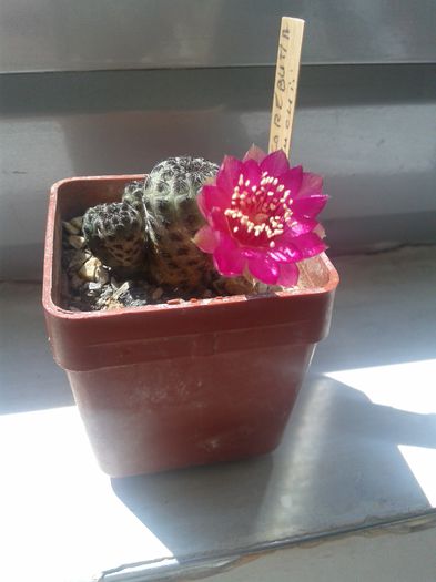 20150430_121500 - Cactusi 2015