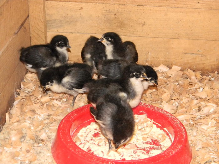 Australorp Negru - Australorp Negru