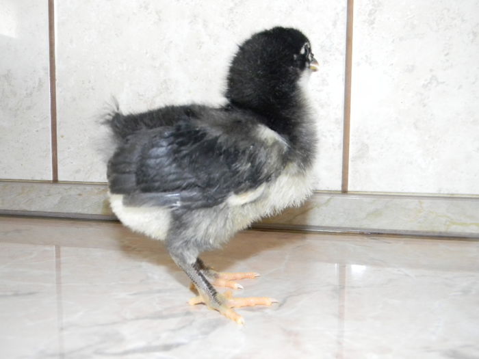 Australorp Negru - Australorp Negru