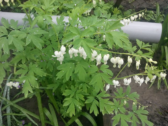DICENTRA - 2015 Flori in  gradina