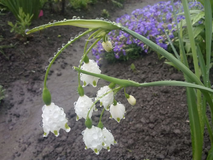 Leucojum Aestivum - 2015 Flori in  gradina