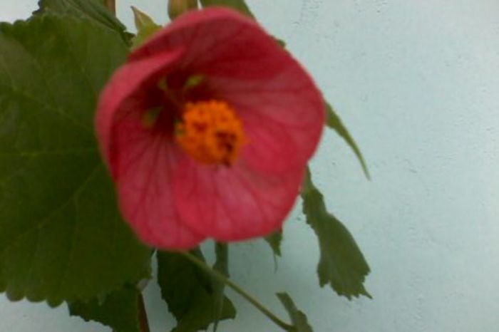Abutilon roz