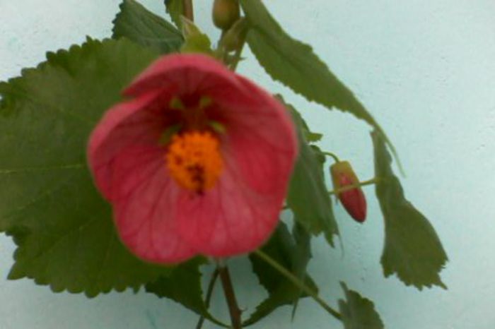 IMG0250A - FLORI -2015-2016