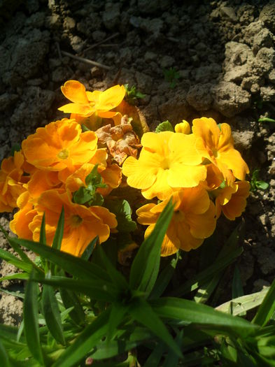HPIM2694 - flori de primavara