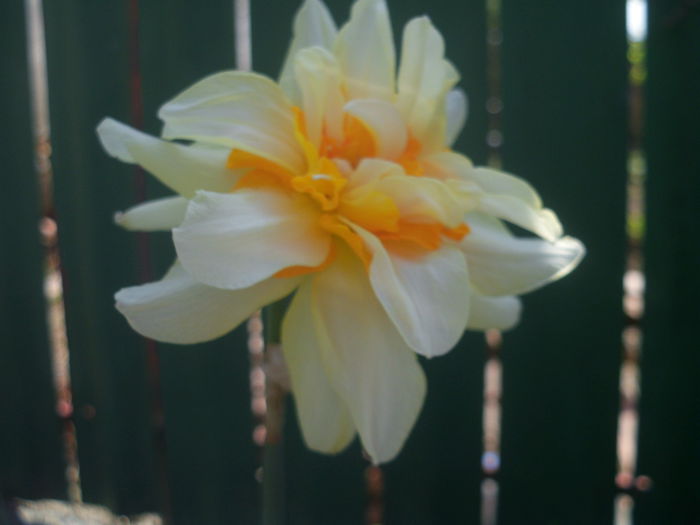HPIM2698 - flori de primavara