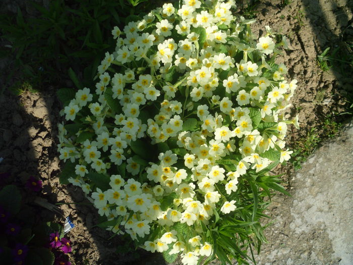 HPIM2699 - flori de primavara