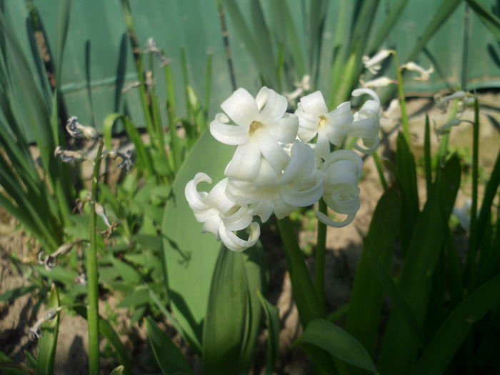 HPIM2701 - flori de primavara