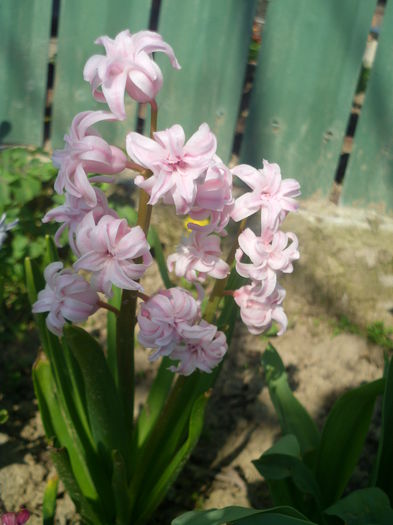 HPIM2704 - flori de primavara