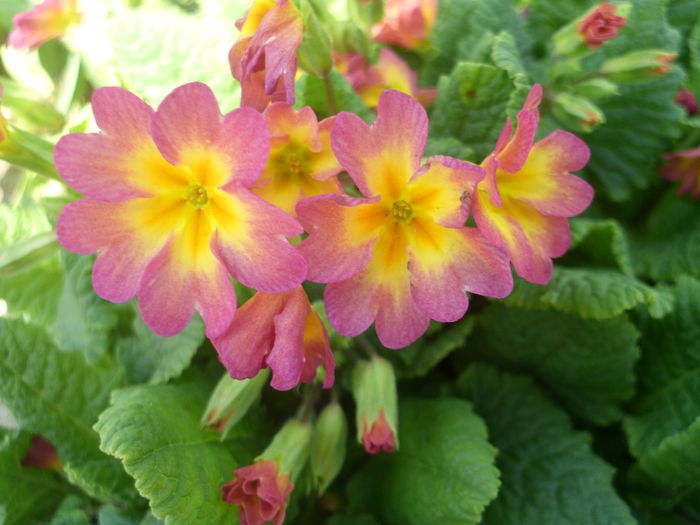 HPIM2711 - flori de primavara