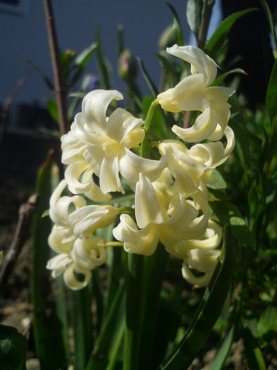 HPIM2716 - flori de primavara