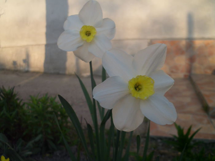 HPIM2751 - flori de primavara
