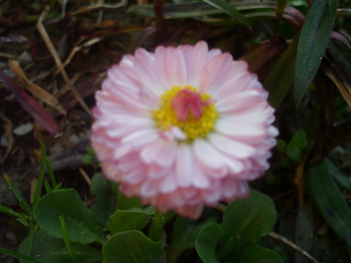 HPIM2756 - flori de primavara