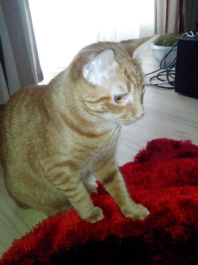 IMG_20141226_102437 - Susoi - un Garfield mai micut