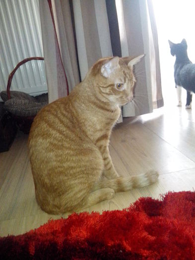 IMG_20141226_102510 - Susoi - un Garfield mai micut