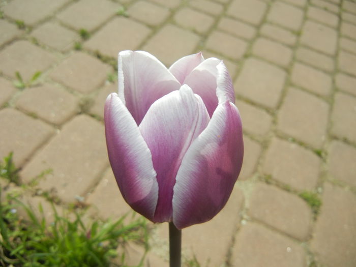 Tulipa Synaeda Blue (2015, April 20) - Tulipa Synaeda Blue