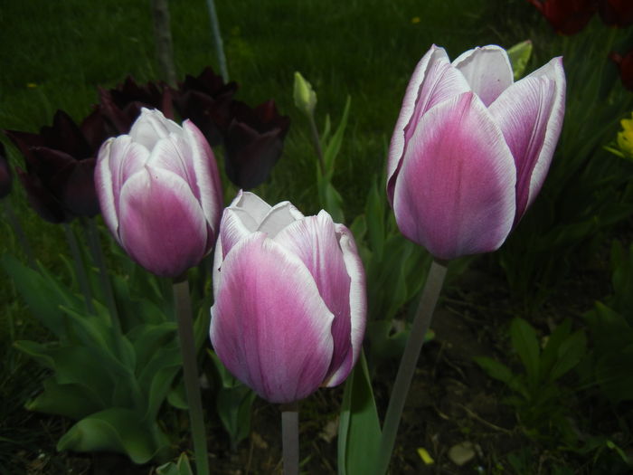 Tulipa Synaeda Blue (2015, April 20)